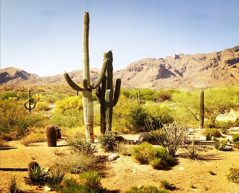 This was the view from my office in Arizona all of last week.