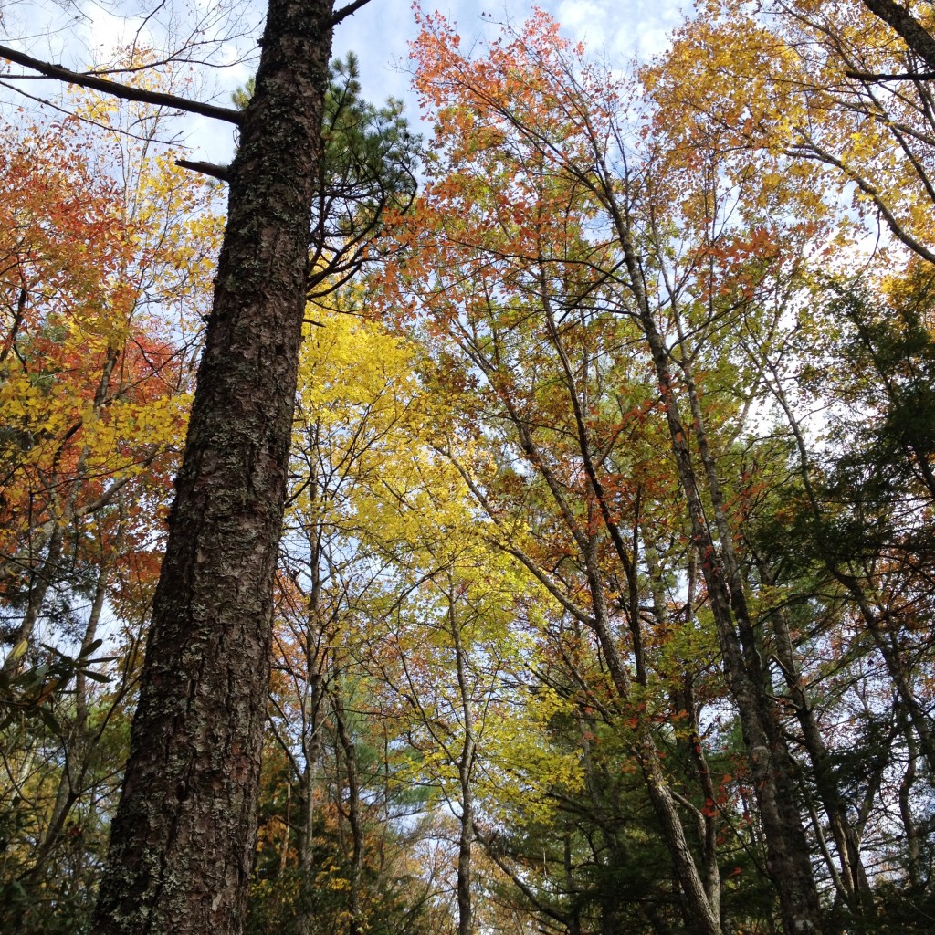 Hiking in North Carolina on runladylike.com