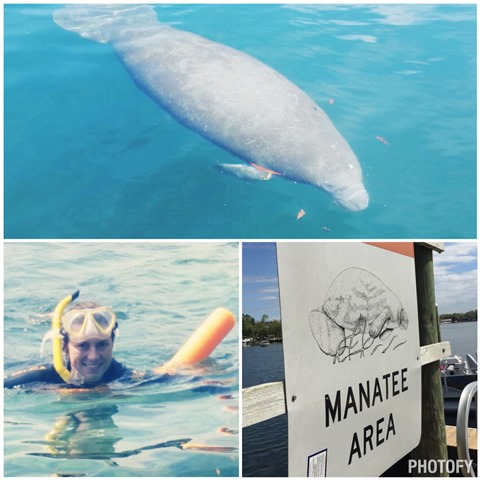 Swimming with the manatees on runladylike.com