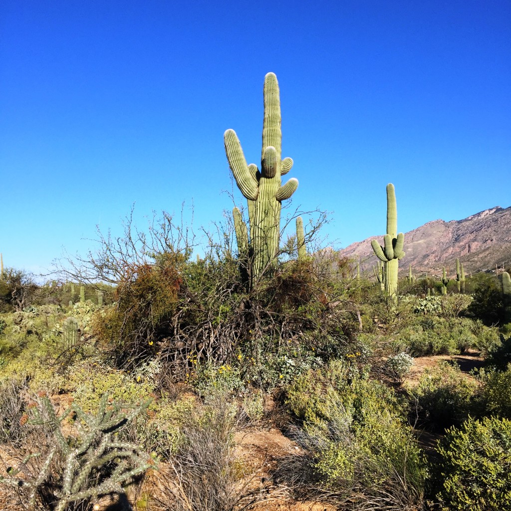 Running in Tucson on runladylike.com