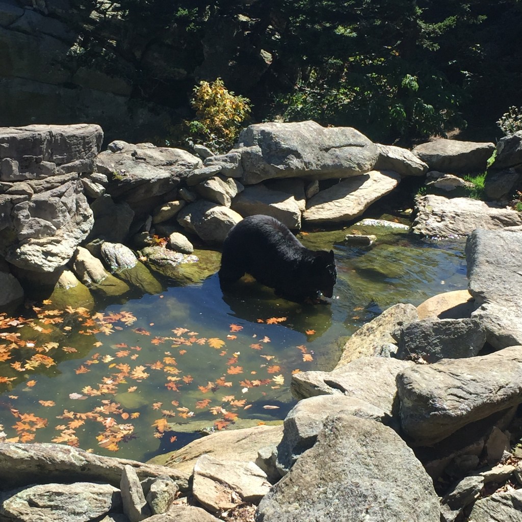 Grandfather Mountain