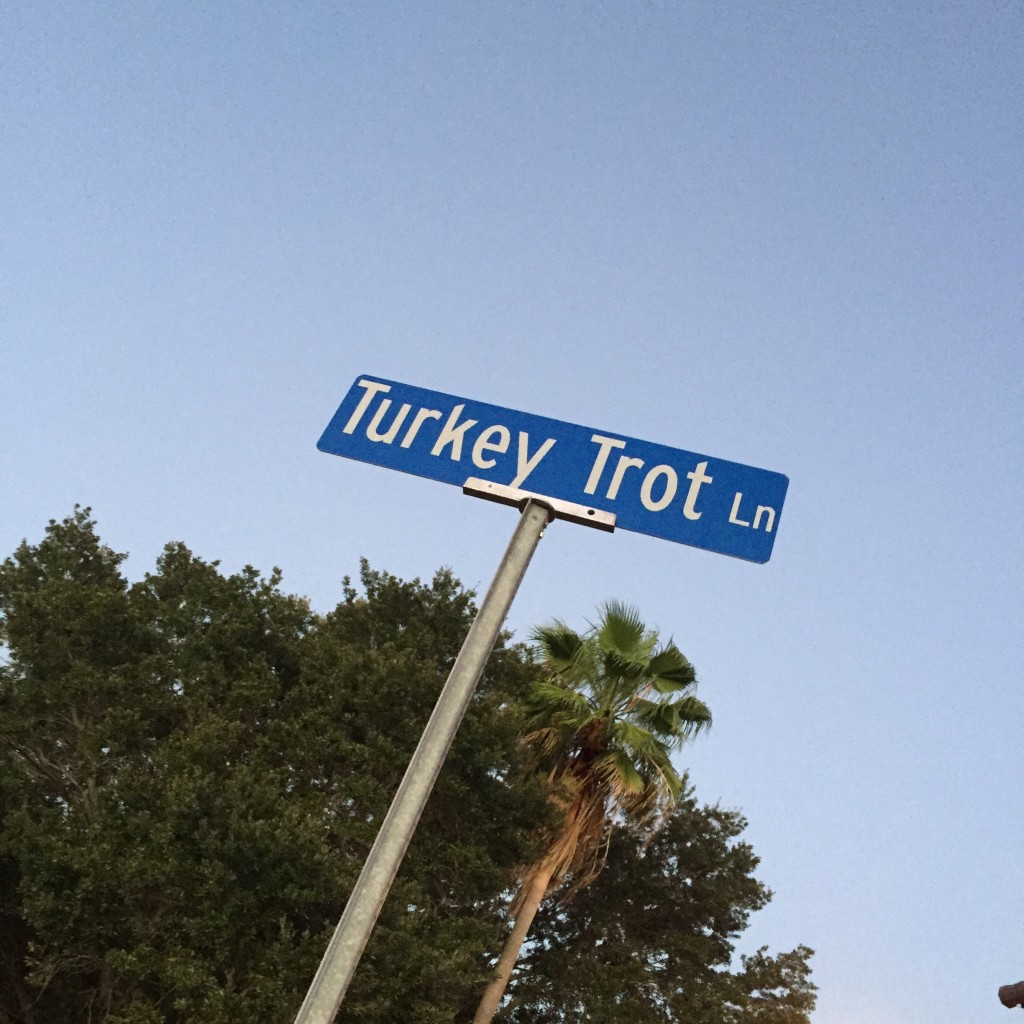 Tampa Bay Times Turkey Trot Race Recap