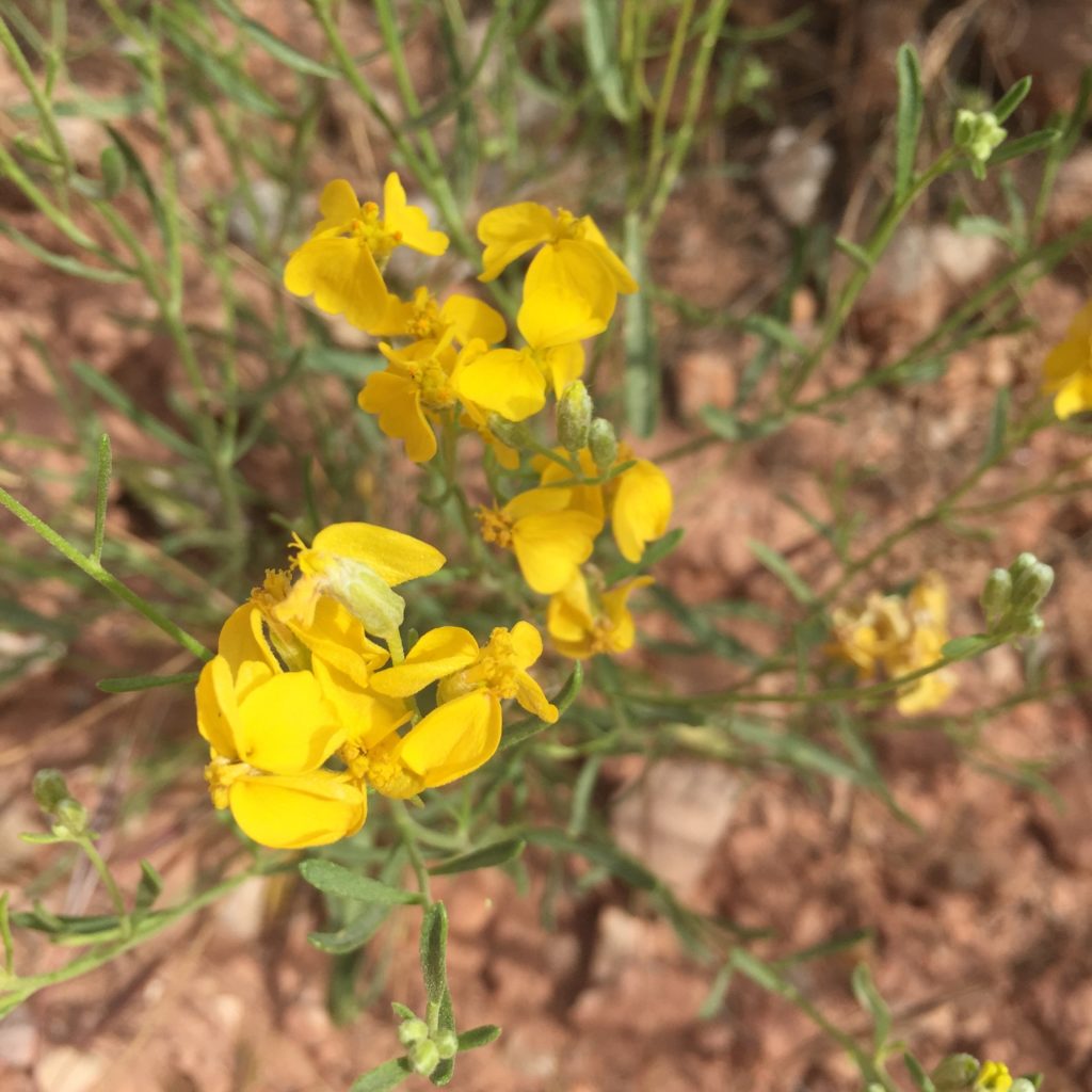 Grand Canyon Rafting Trip