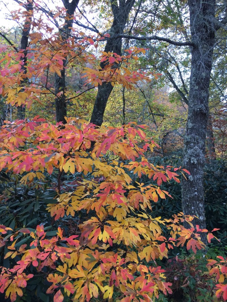 Hiking on the Blue Ridge Parkway