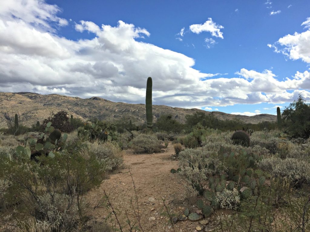 Visiting Saguaro National Park on runladylike.com