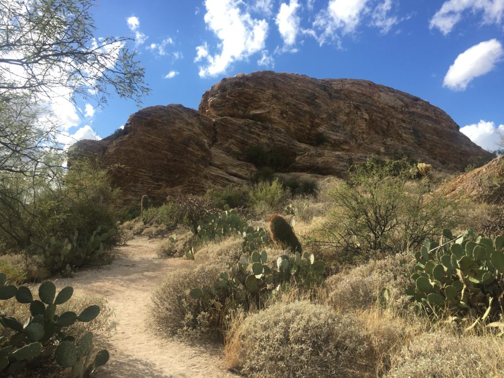 Visiting Saguaro National Park on runladylike.com