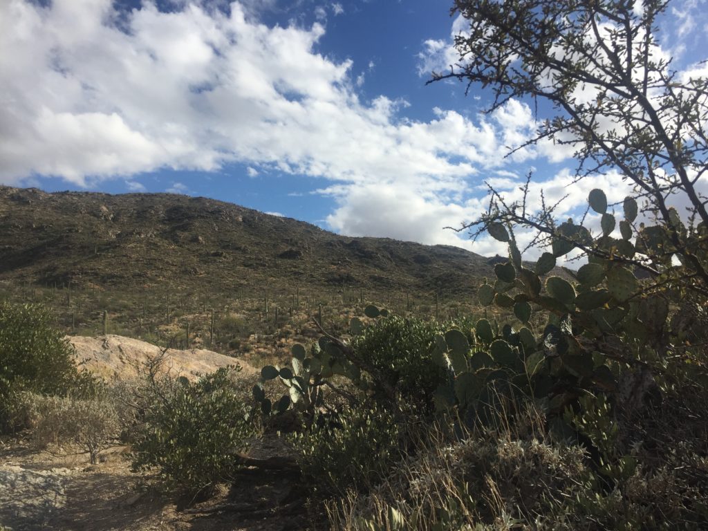 Visiting Saguaro National Park on runladylike.com