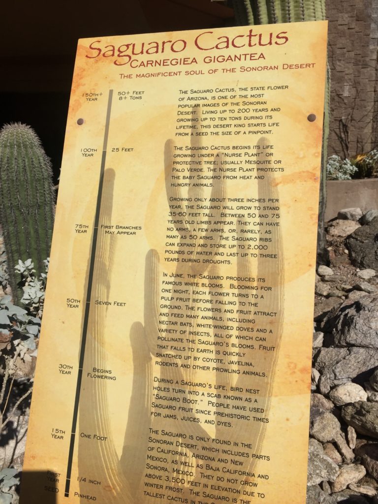 Visiting Saguaro National Park on runladylike.com